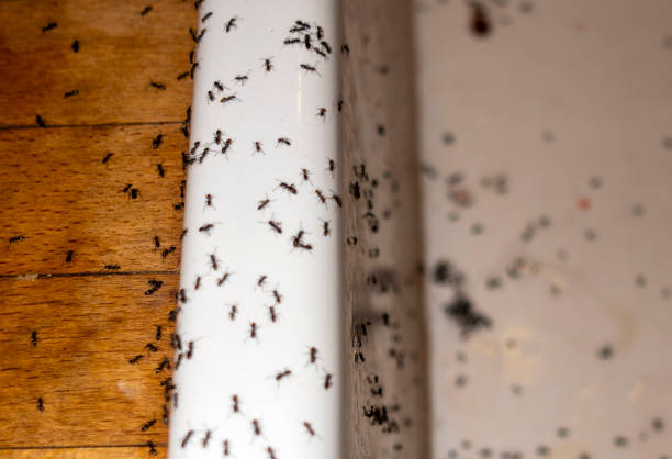 Best Affordable Pest Control Services  in Thunderbolt, GA